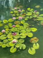 Emre Kinali - Marsh Lilies, Antiek en Kunst, Kunst | Schilderijen | Modern