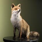 Vos Zittend Taxidermie Opgezette Dieren By Max, Verzamelen, Ophalen of Verzenden, Nieuw, Wild dier, Opgezet dier