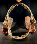 grote kaak bruine haai Taxidermie volledige montage -