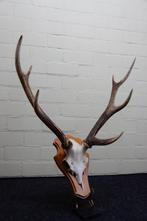 Sika Deer Crâne avec bois de cerf - Cervus nippon - 40 cm -