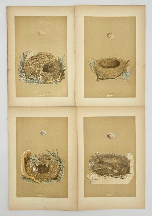 Francis Orpen Morris (1810–1893) - Set of 4 Prints – Nests, Antiek en Kunst, Curiosa en Brocante