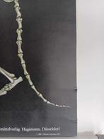 Anonymous - Kat anatomie - Jaren 1960, Antiek en Kunst