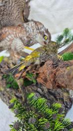 Epervier dEurope - met CITES Origineel DE-BM-25043002 -, Verzamelen, Nieuw