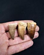 Verzameling Mosasaurus hoffmanni - Fossiele tand -, Verzamelen