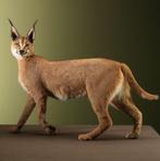Caracal Taxidermie Opgezette Dieren By Max, Ophalen of Verzenden, Nieuw, Wild dier, Opgezet dier