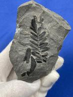 prachtig koolstofrijk plantfossiel - Gefossiliseerde plant -