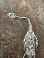 Fossiele plaatmatrix - Keichousaurus sp. - 24 cm - 17.5 cm, Verzamelen