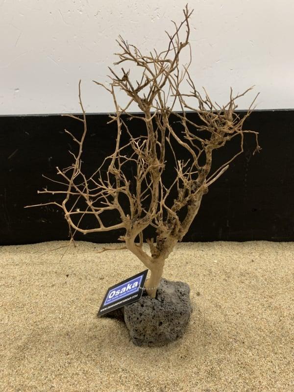 Osaka Bonsai Tree nr 13 - 25x10x37cm - aquascaping boom, Dieren en Toebehoren, Vissen | Aquaria en Toebehoren, Plant(en), Steen of Hout
