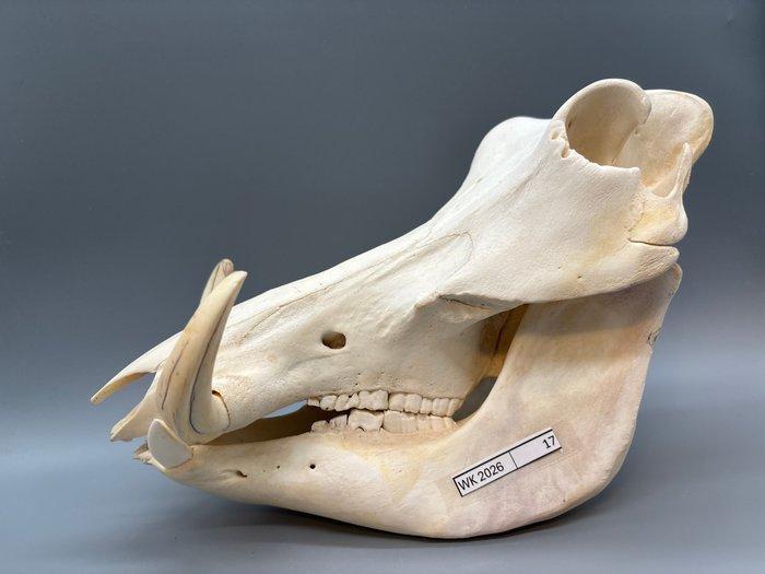 Wrattenzwijn Schedel van een zoogdier - Phacochoerus, Verzamelen, Dierenverzamelingen