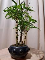 Bonsaï de bambou Boeddhas buik (Bambusa ventricosa) -