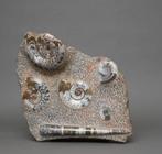 Ammoniet - Fossiel fragment - 41 cm - 40 cm