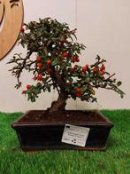 Cotoneaster beauté corail - Hauteur (arbre) : 24 cm -, Antiek en Kunst, Curiosa en Brocante