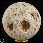 Natuurlijke bol van wit koraal - Acropora Florida- 328.75 g, Verzamelen