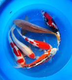 Hirasawa Marusei 45-55cm (Japanse Koi), Ophalen of Verzenden, Nieuw