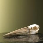 Afrikaanse Maraboe Schedel, Verzamelen, Dierenverzamelingen, Ophalen of Verzenden, Nieuw, Vogel, Opgezet dier