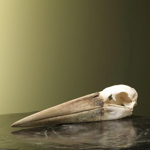 Afrikaanse Maraboe Schedel, Verzamelen, Dierenverzamelingen, Opgezet dier, Nieuw, Vogel, Ophalen of Verzenden