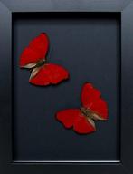 Vlinder Taxidermie volledige montage - Cymothoe sangaris -