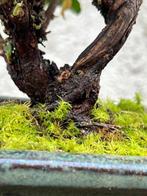 Bonsaï Fruticosa Salvia van Jeruzalem. - Hoogte (boom): 14