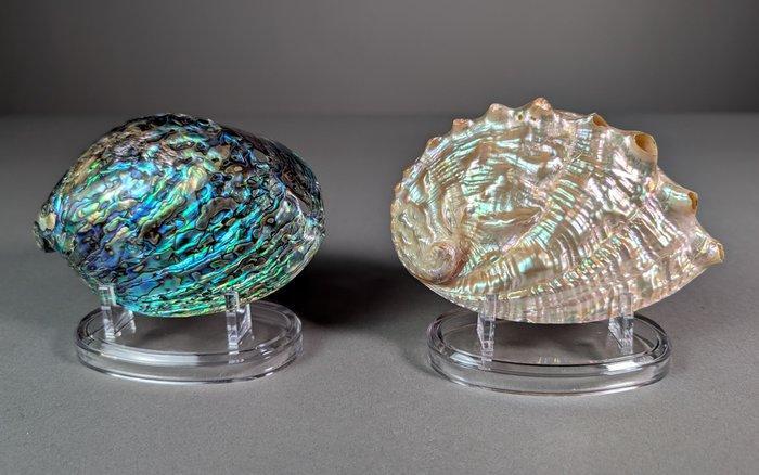 Paar mooie abalone Zeeschelp - Haliotis iris, Haliotis, Verzamelen, Dierenverzamelingen