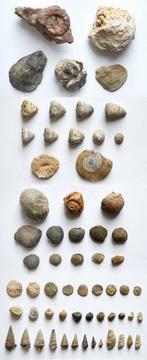 Gefossiliseerde schelp  (Zonder Minimumprijs), Verzamelen, Mineralen en Fossielen