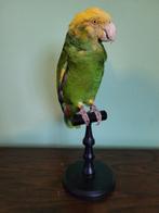 Amazone à tête jaune - Support de corps entier pour, Collections, Collections Animaux