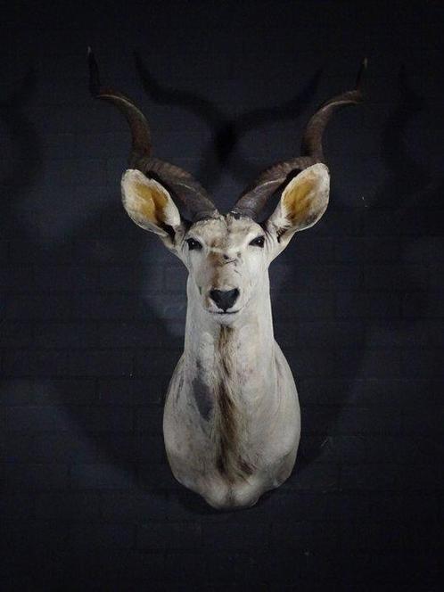 Support dépaule Grand Kudu - Crâne - Tragelaphus, Verzamelen, Dierenverzamelingen