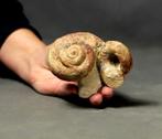 Extra leuk naturel veelvoud - Gefossiliseerde schelp -