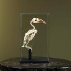 Piping Neushoornvogel Skelet, Collections, Collections Animaux, Opgezet dier, Ophalen of Verzenden