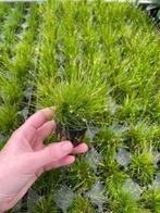 Eleocharis Parvulus (Aquariumplanten, Aquarium producten), Dieren en Toebehoren, Verzenden, Nieuw, Plant(en), Steen of Hout