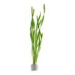 Tropica  Vallisneria americana Asiatica, Verzenden, Nieuw