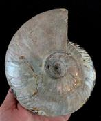 Ammoniet - Gefossiliseerd dier - Aioloceras (Cleoniceras), Verzamelen
