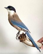 Exemplaar van de Aziatische gaai Taxidermie volledige
