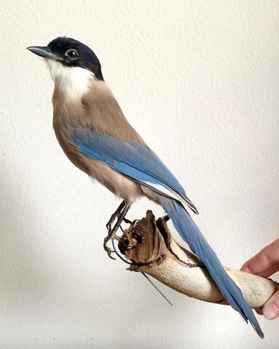 Exemplaar van de Aziatische gaai Taxidermie volledige, Verzamelen, Dierenverzamelingen