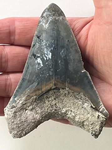 Megalodon tand 10,7 cm - Fossiele tand - Carcharocles
