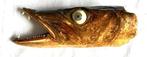 Barracudas hoofd-taxidermie - Sphyraena (Zonder