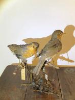 Pettirosso Taxidermie volledige montage - erithacus rubecula, Nieuw