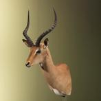 Impala Taxidermie Opgezette Dieren By Max, Ophalen of Verzenden, Nieuw, Wild dier, Opgezet dier