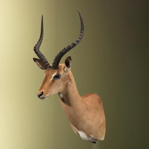 Impala Taxidermie Opgezette Dieren By Max, Verzamelen, Dierenverzamelingen, Opgezet dier, Nieuw, Wild dier, Ophalen of Verzenden