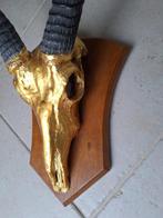 Antilope Crâne de mammifère - Common Eland-Taurotragus Oryx, Verzamelen, Nieuw