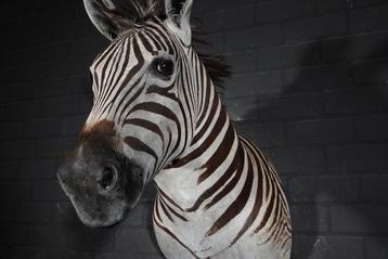 Zebra Head Taxidermie wandmontage - Equus quagga - 40 cm -