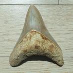 Megalodon Haaientand - Fossiele tand - Carcharocles, Verzamelen