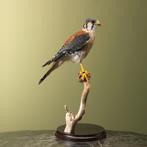 Amerikaanse Torenvalk Taxidermie Opgezette Dieren By Max, Ophalen of Verzenden, Nieuw, Vogel, Opgezet dier