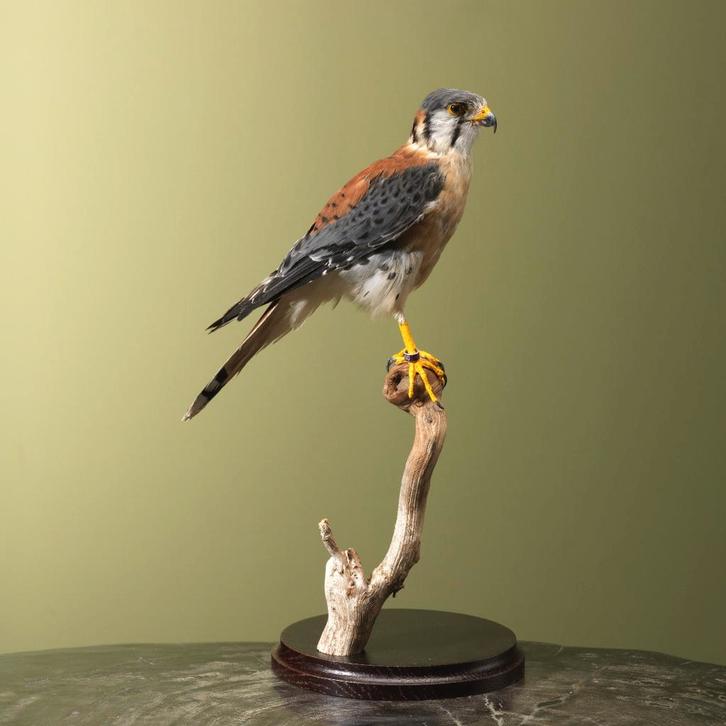 Amerikaanse Torenvalk Taxidermie Opgezette Dieren By Max, Verzamelen, Dierenverzamelingen, Opgezet dier, Nieuw, Vogel, Ophalen of Verzenden