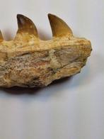 Mosasaurus - Fossiele tand - 12 cm