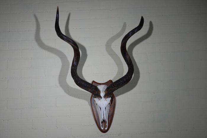 Greater Kudu Schedel - Tragelaphus strepsiceros - 35 cm -, Verzamelen, Dierenverzamelingen