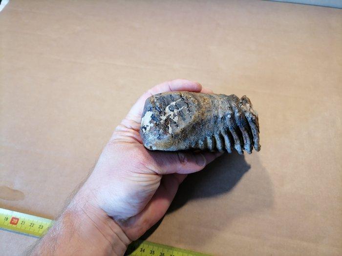 Wolharige mammoet - Fossiele kies - Mammuthus primigenius, Verzamelen, Mineralen en Fossielen