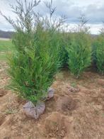 Coniferen / Haagspar: Thuja atrovirens of groene levensboom, Tuin en Terras, Ophalen, Conifeer, Haag, 250 cm of meer