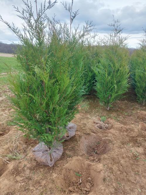 Coniferen / Haagspar: Thuja atrovirens of groene levensboom, Tuin en Terras, Planten | Struiken en Hagen, Conifeer, Haag, 250 cm of meer