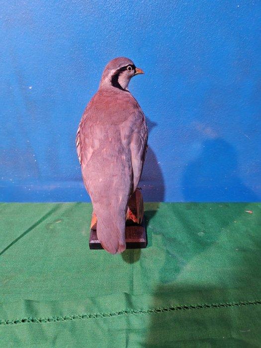 kwartel Taxidermie volledige montage - Alectoris graeca - 38, Collections, Collections Animaux