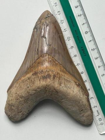 Haai - Fossiele tand - Otodus (Carcharocles) megalodon -